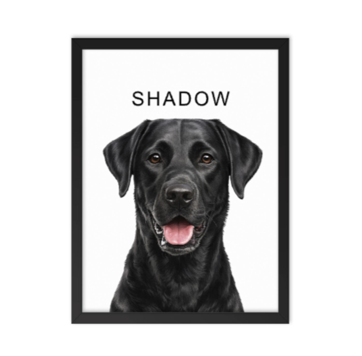 Shadow_the_Black_Labrador pet portrait