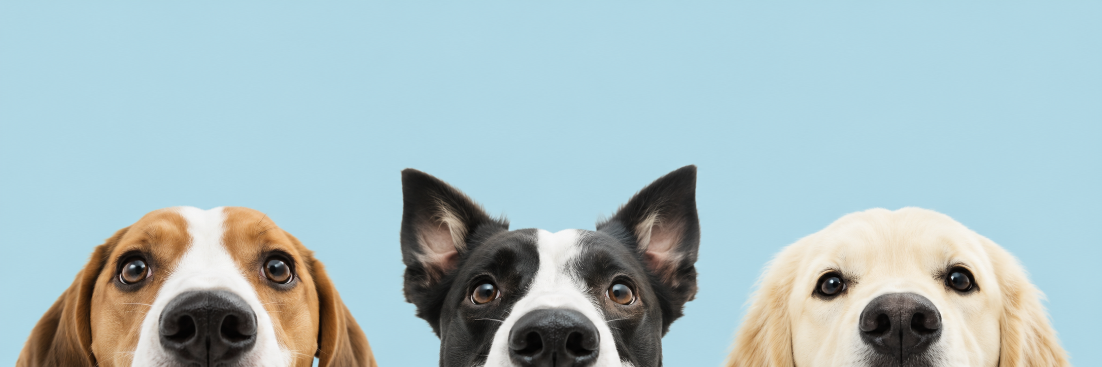 Curious_dogs_banner